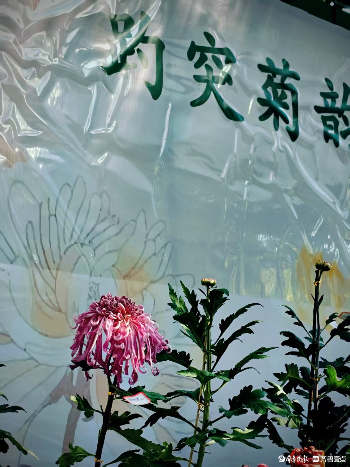 第四十六届趵突泉菊展布展中