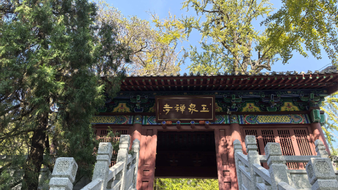 杠赛来！泰安玉泉寺初秋渐入佳境，古寺、银杏、热茶，慢享初秋时光