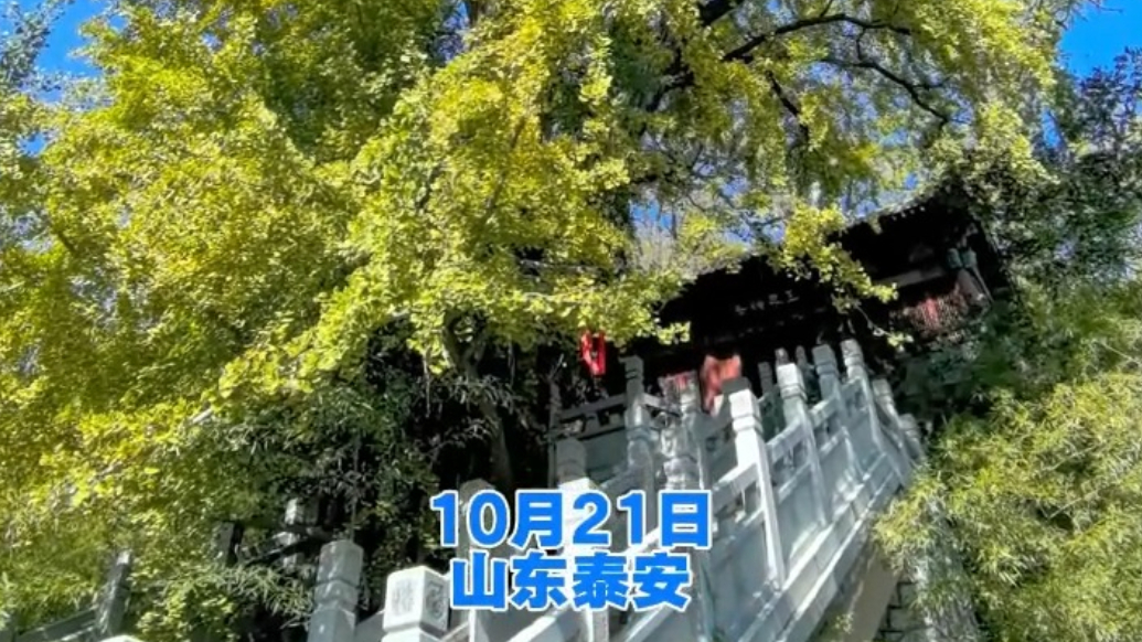 果然视频丨期待！泰山玉泉寺焕新倒计时，当下赏秋正当时
