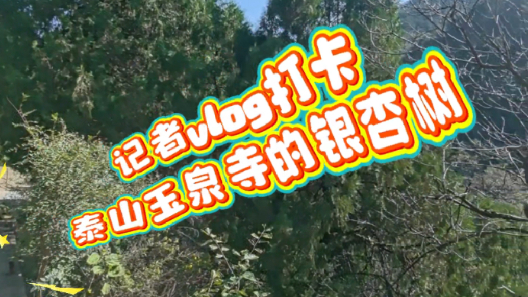 记者vlog｜谁还没冲？泰山玉泉寺银杏初黄，古寺+金叶美到窒息