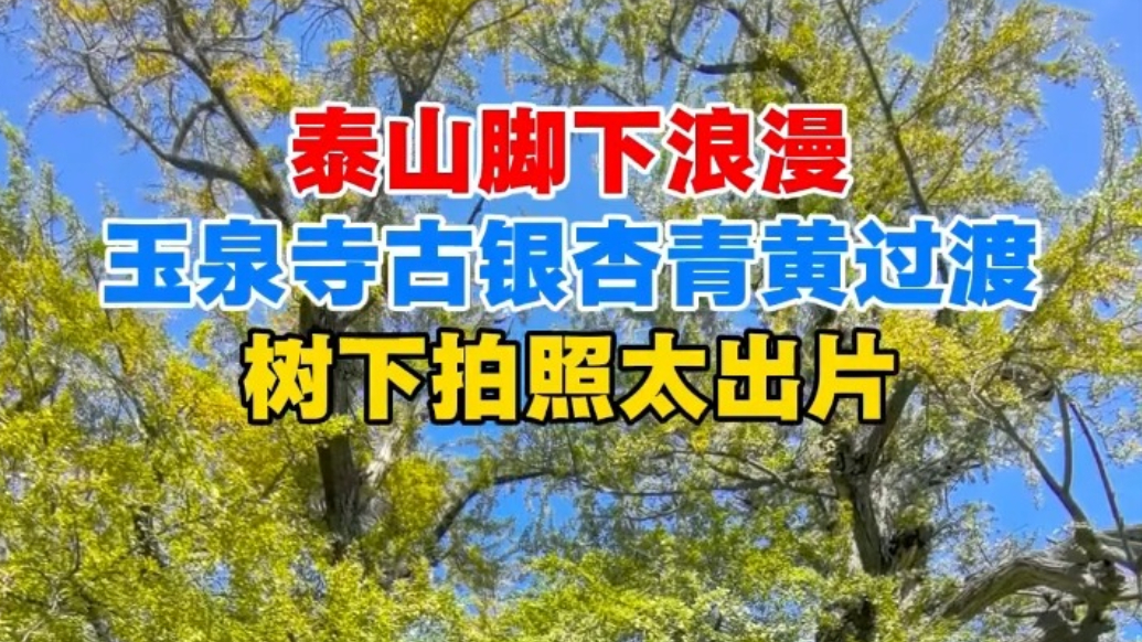 果然视频丨泰山脚下浪漫！玉泉寺古银杏青黄过渡，树下拍照太出片