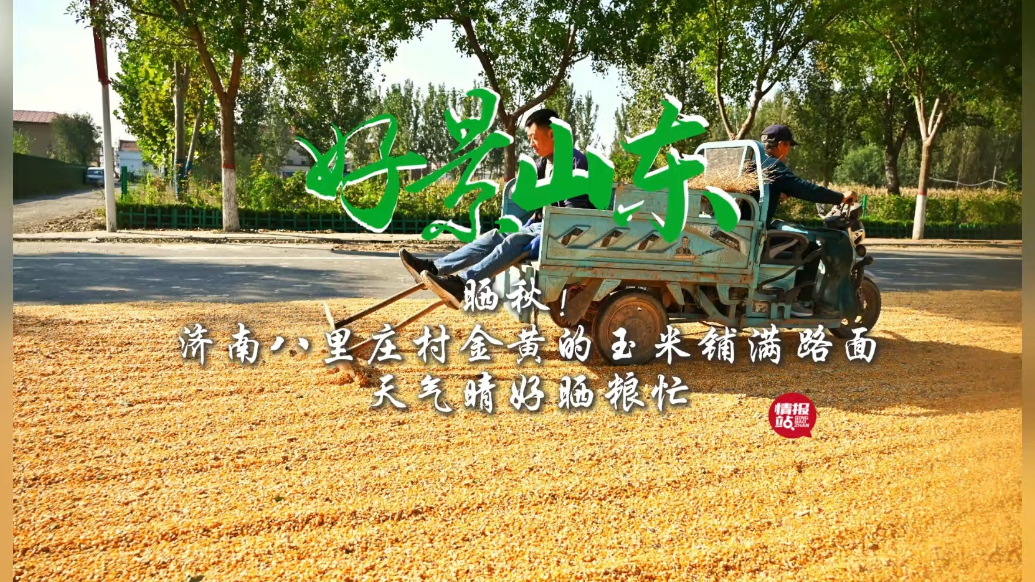 果然视频·好景山东|天气晴好晒粮忙！济南八里庄村玉米铺满路面