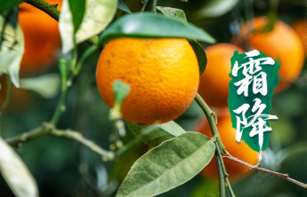 今日霜降，祝你好“柿”成“霜”！