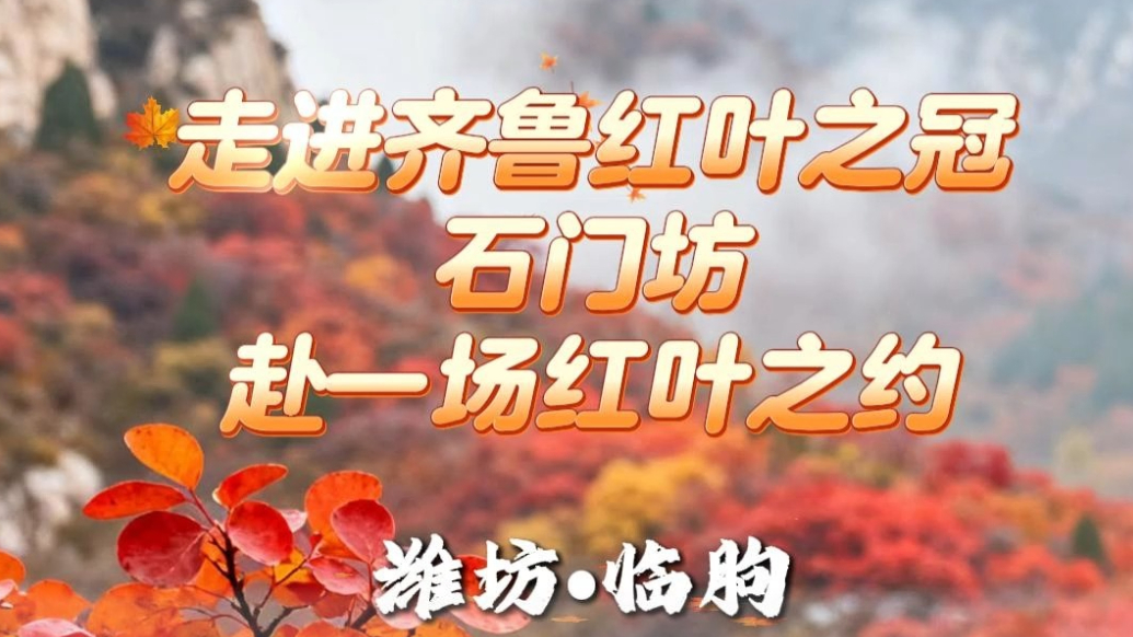 果然视频|潍坊临朐石门坊迎来红叶黄金观赏期