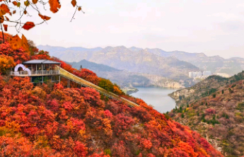 10月24日最佳情报|济南华山湖秋花炫美宛若诗画，恭喜获奖！