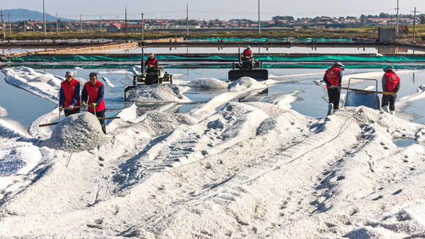 Shandong's Rongcheng sees peak salt harvest season