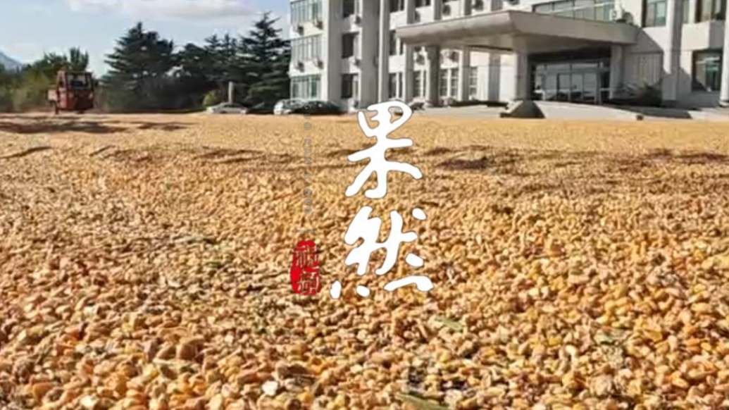 果然视频丨威海文登界石镇政府大院连续三年开放晒粮