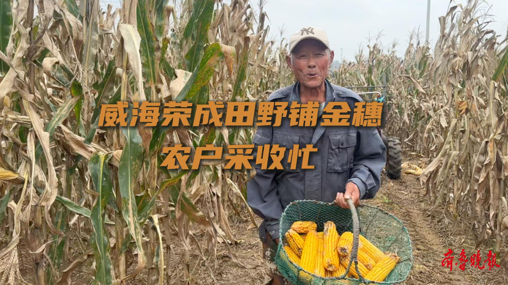 果然视频丨威海荣成田野铺金穗，农户采收忙