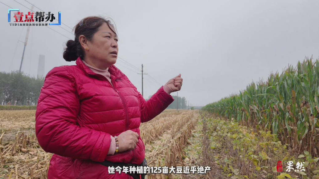 壹点帮办|百亩大豆近乎绝产，种粮大户损失十余万，问题出在哪？