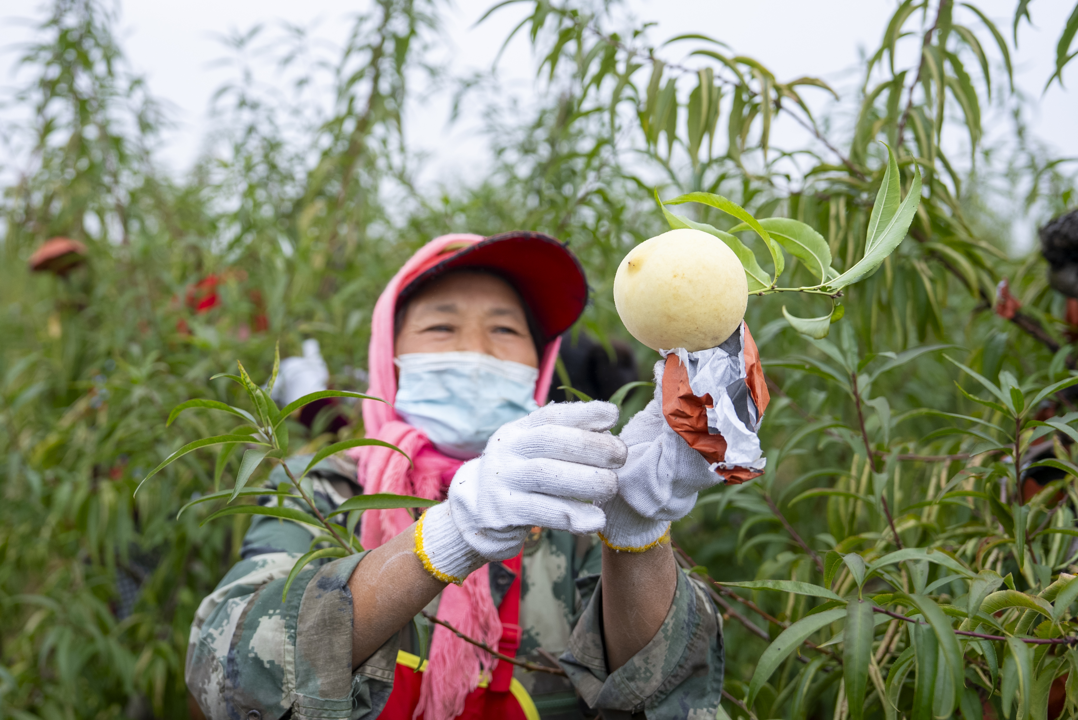 石桥肽桃熟了！产量超60万斤，采摘期持续至11月上旬