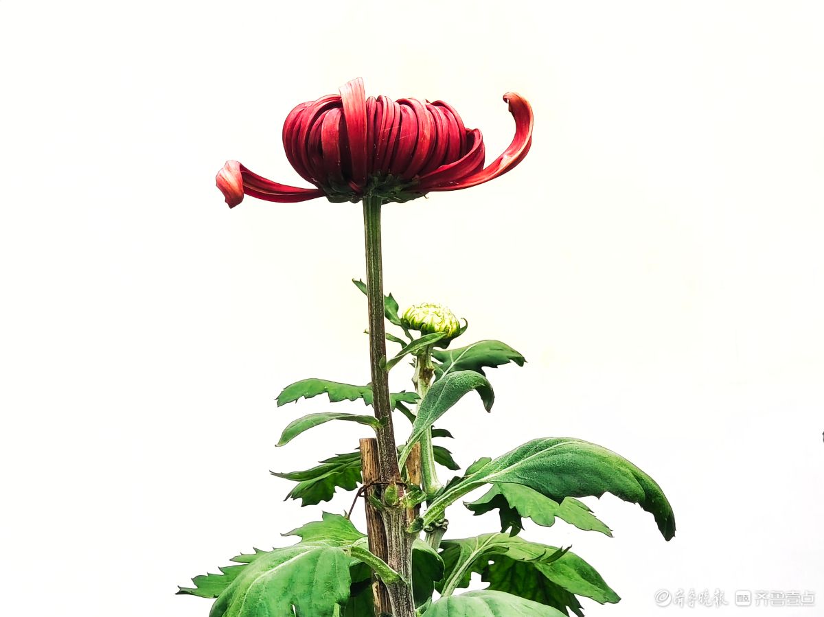 趵突泉菊花摆造型，“列队”迎宾客