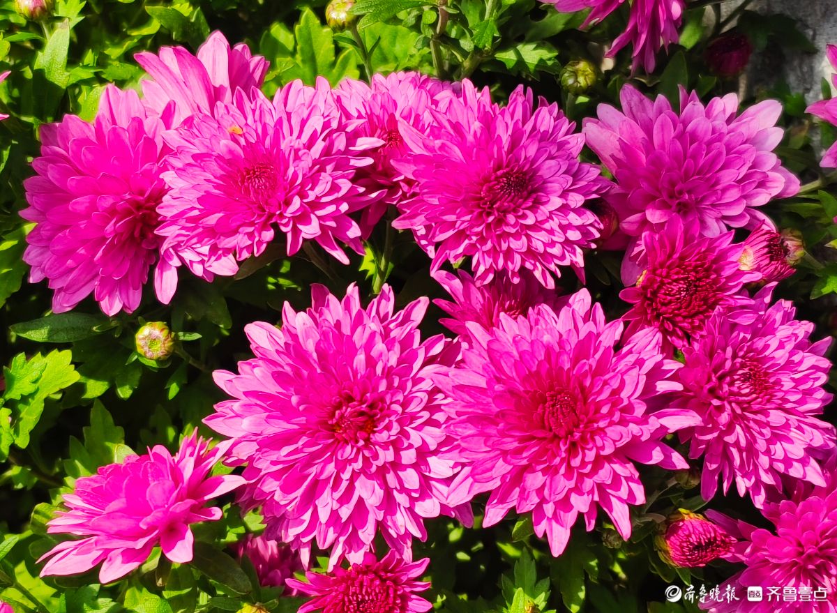趵突泉菊花摆造型，“列队”迎宾客