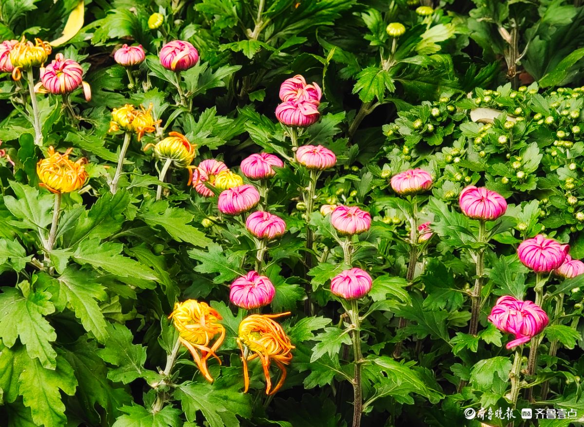 趵突泉菊花摆造型，“列队”迎宾客