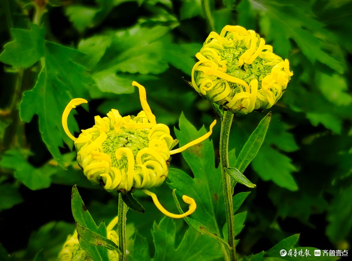 趵突泉菊花摆造型，“列队”迎宾客