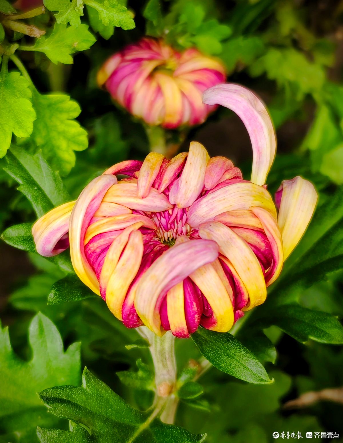 趵突泉菊花摆造型，“列队”迎宾客