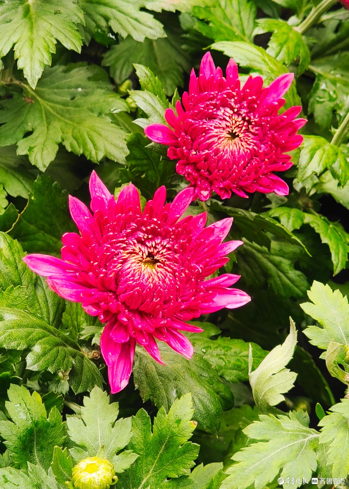 趵突泉菊花摆造型，“列队”迎宾客