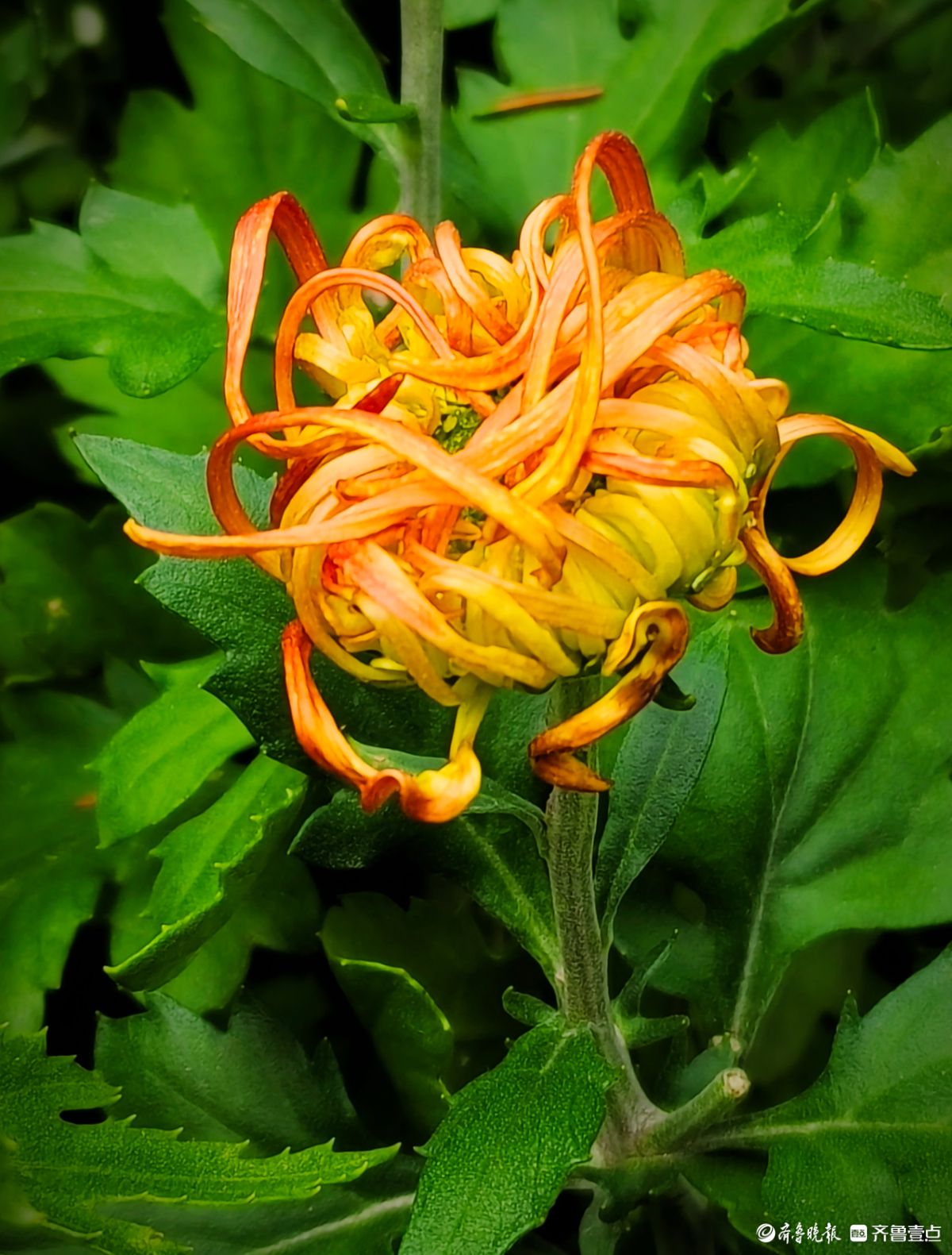 趵突泉菊花摆造型，“列队”迎宾客