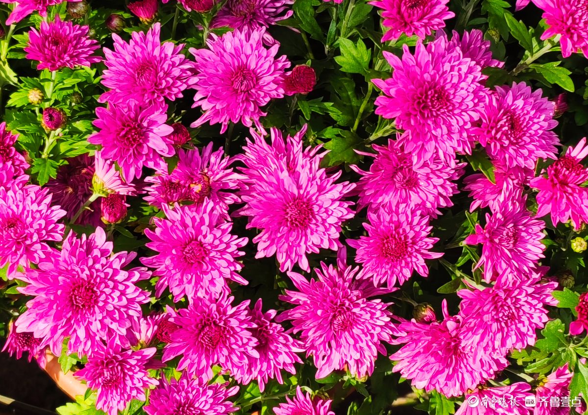 趵突泉菊花摆造型，“列队”迎宾客
