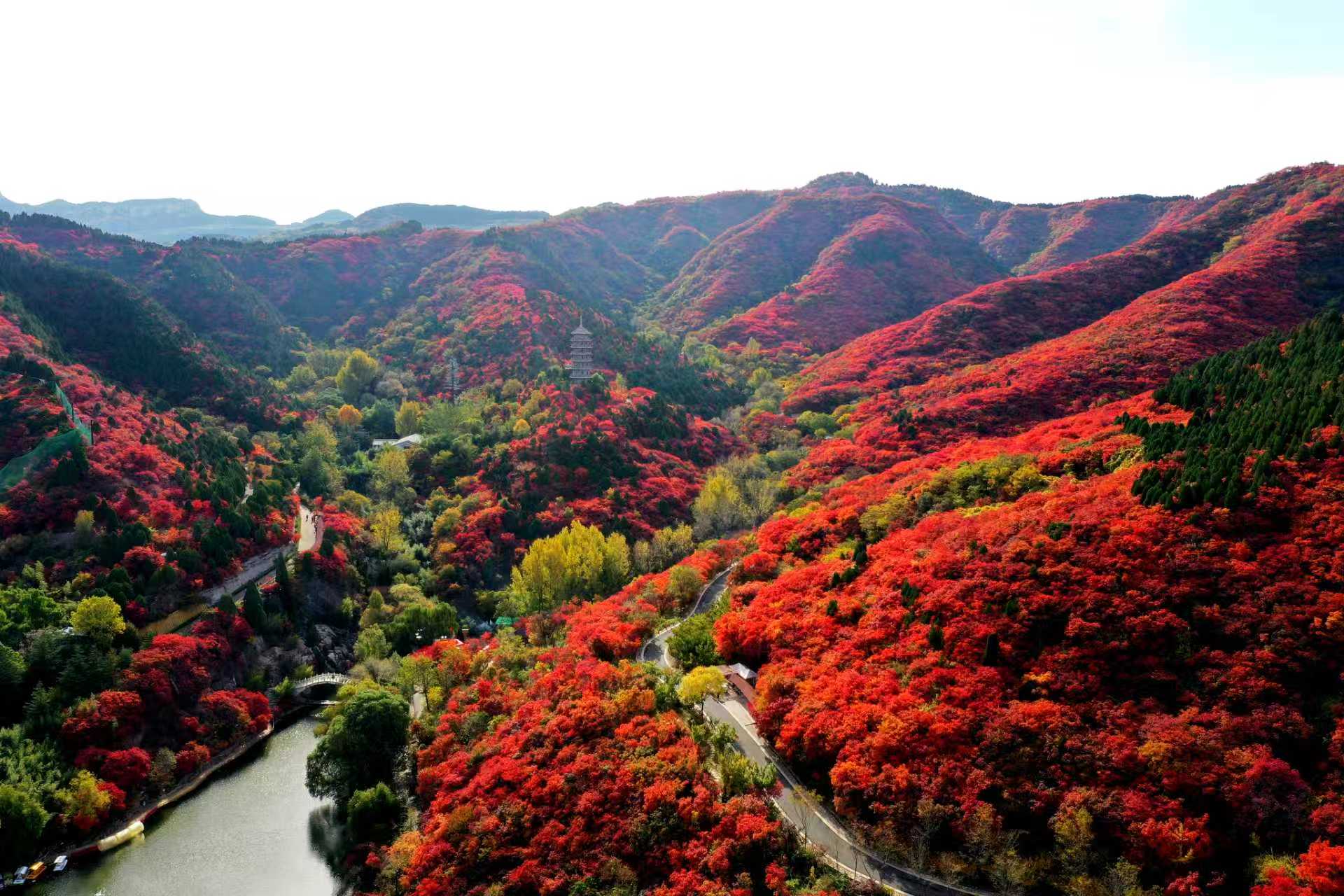 红叶节赏秋正当时，济南红叶谷邀您共赏漫山红叶