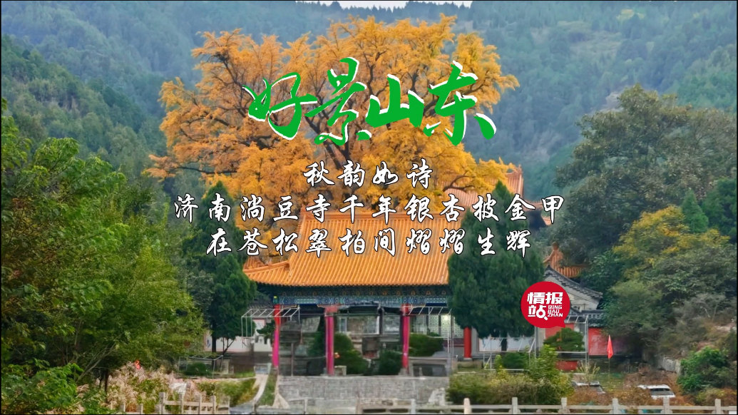 果然视频·好景山东|济南淌豆寺银杏披金甲，苍松翠柏间熠熠生辉