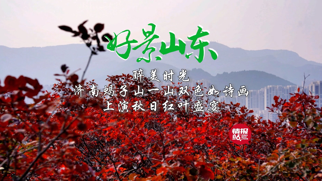 果然视频·好景山东|济南蝎子山双色成诗，游客尽享秋日红叶盛宴