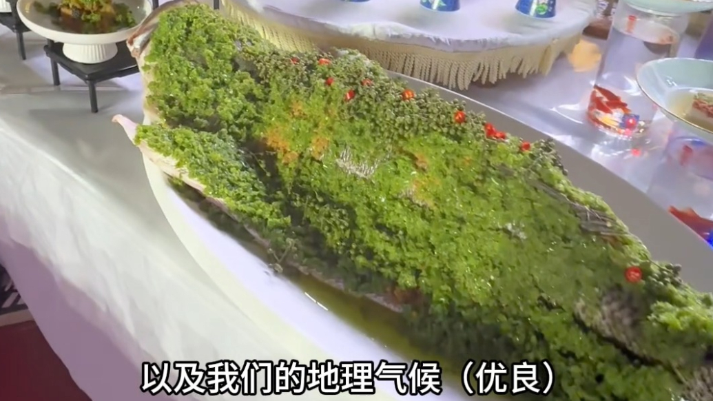 果然视频|单体重30多斤！渤海湾野生鲈鱼亮相美食争霸赛