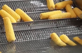 如何挑选口感好品质佳的鲜食玉米？这份指南请收好