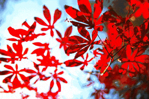 10月25日最佳情报|蝎子山红叶绚烂多姿，趵突泉金秋菊展开幕