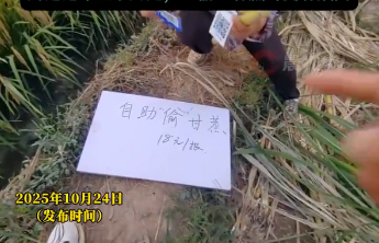 “可偷甘蔗地”成网红打卡点，“偷感”十足为何让人着迷