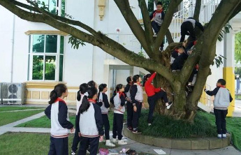 让课堂跳出学校的围墙 这样的“爬树课”不妨多一些