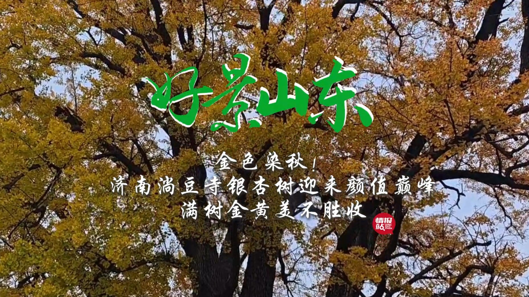 果然视频·好景山东|金色染秋！济南淌豆寺银杏树迎来颜值巅峰