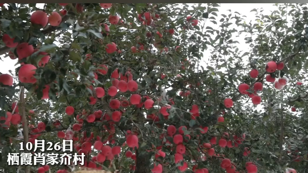 果然视频｜《放歌中国》文艺轻骑兵来了！栖霞苹果园秒变音乐厅