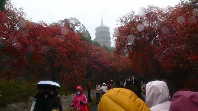 赏红叶游古城，周末近郊游迎来小高峰