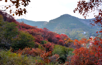 10月27日最佳情报|济南天井峪红叶染秋色，蓝天白云赏心悦目