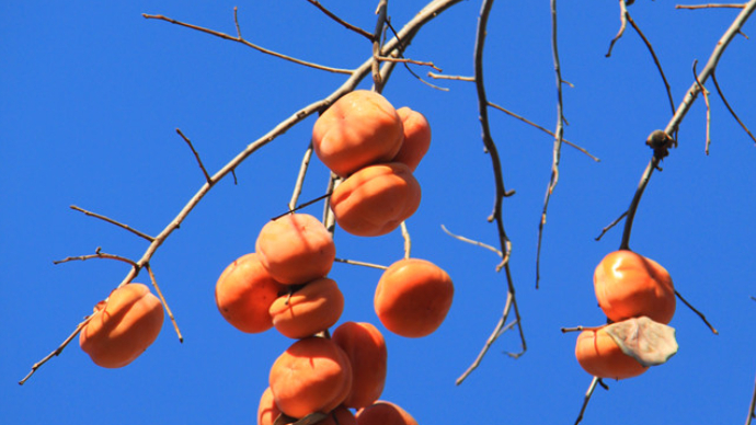 人间|那一抹泰山柿子红