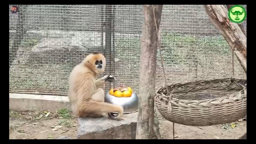 果然视频|动物视界（453）长臂猿的节日，来和长臂猿互动吧