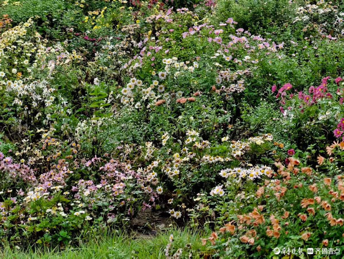 济南中央商务区内，深秋时节绽放的小花