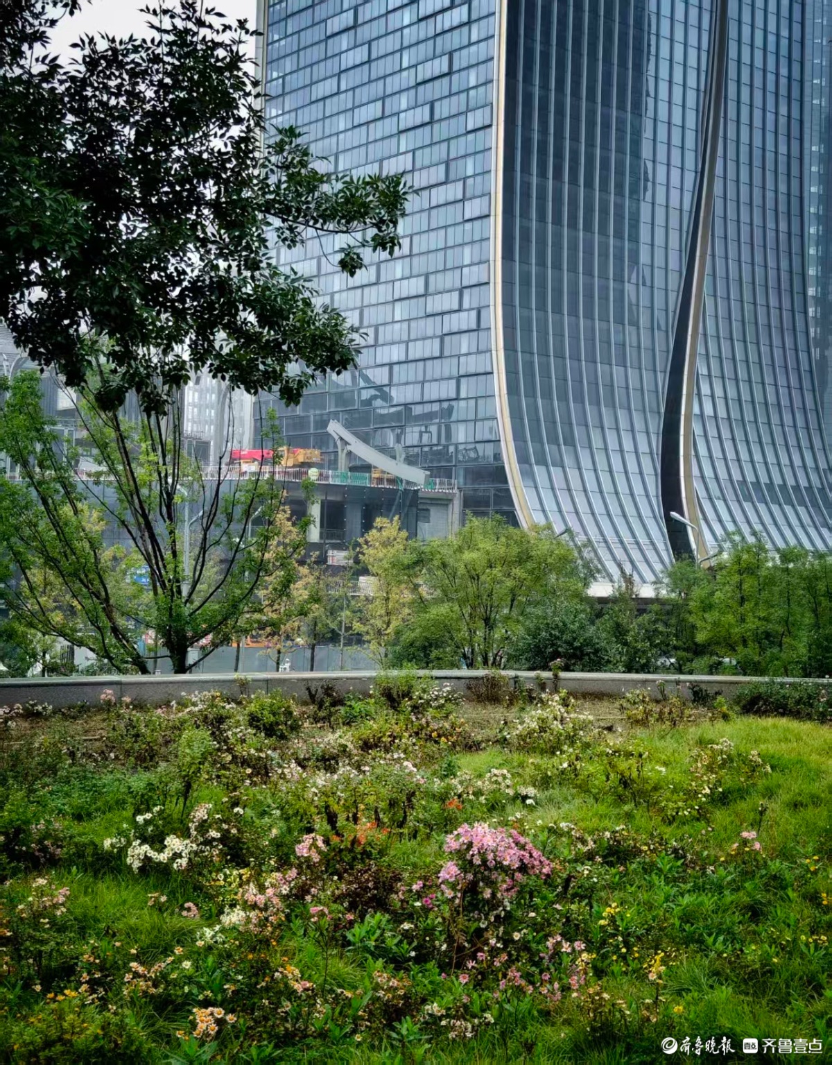 济南中央商务区内，深秋时节绽放的小花