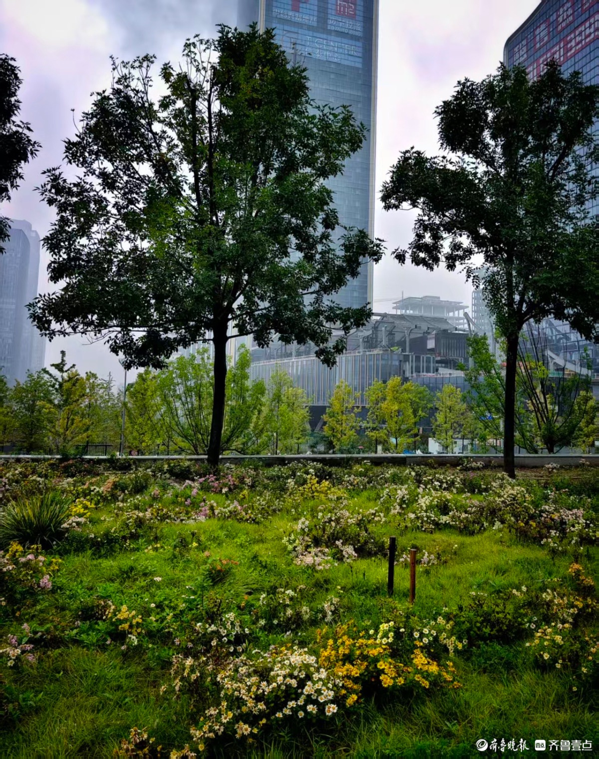 济南中央商务区内，深秋时节绽放的小花