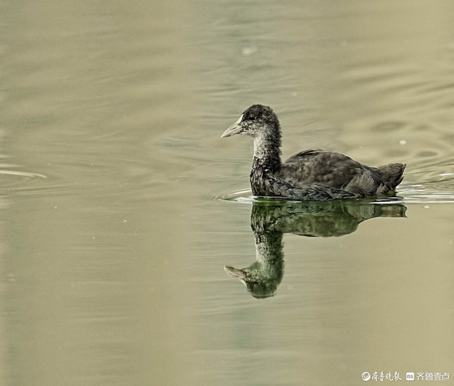 华山湖“湖”拍 | 羽翼未丰的白骨顶鸡