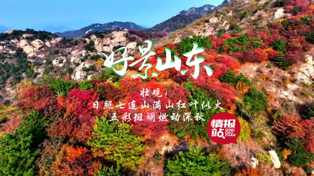 果然视频·好景山东|日照七连山满山红叶似火，五彩斑斓燃动深秋