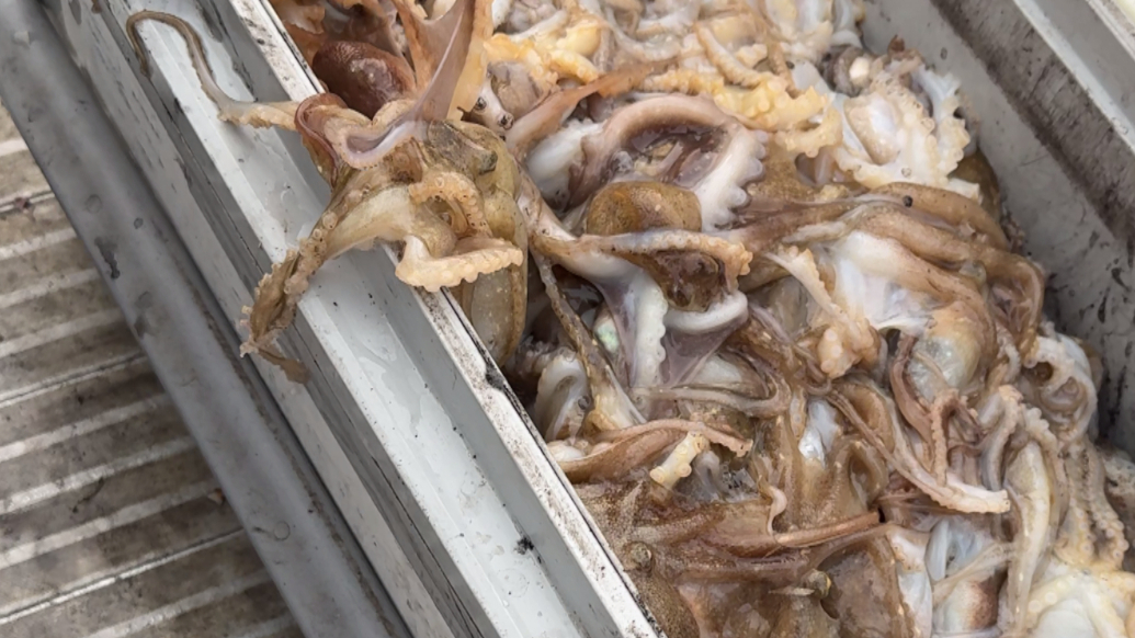 果然视频丨八带小高峰来了！青岛接下来还可以钓黑头鱼、黄鱼等