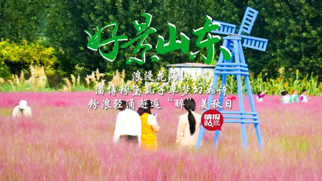 果然视频·好景山东|淄博粉黛乱子草花海梦幻如诗，邂逅醉美秋日