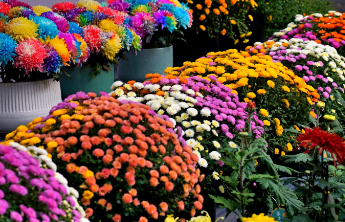 壹点日历10.29|早安！秋风送爽菊飘香，一年一度又重阳