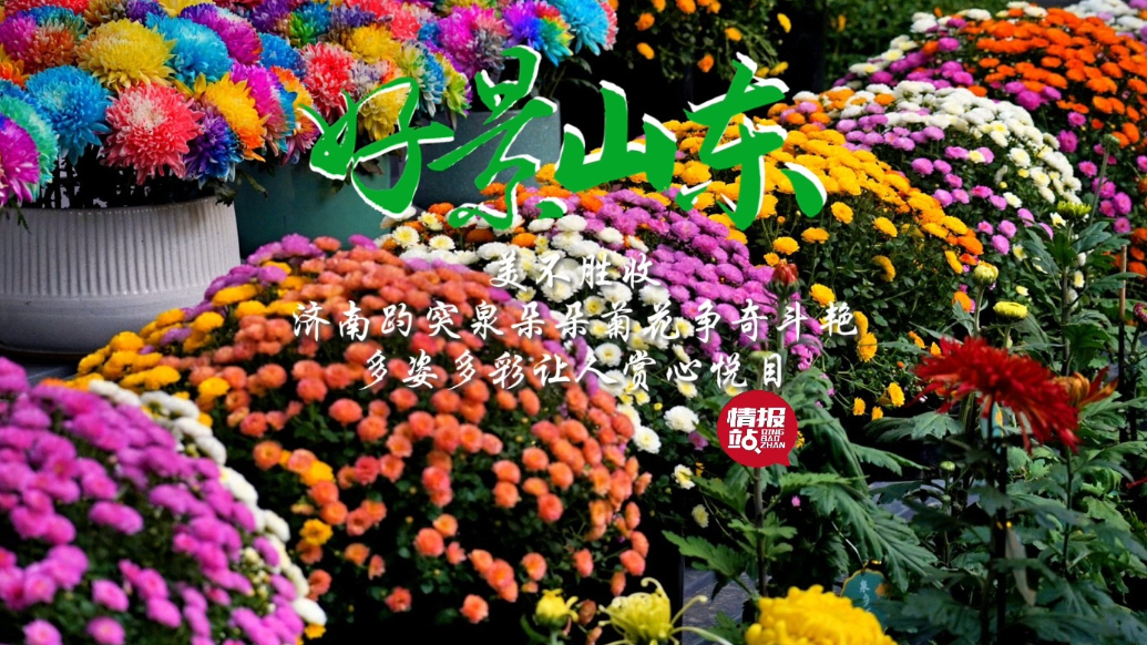 果然视频·好景山东|济南趵突泉菊花争奇斗艳，多姿多彩醉游人