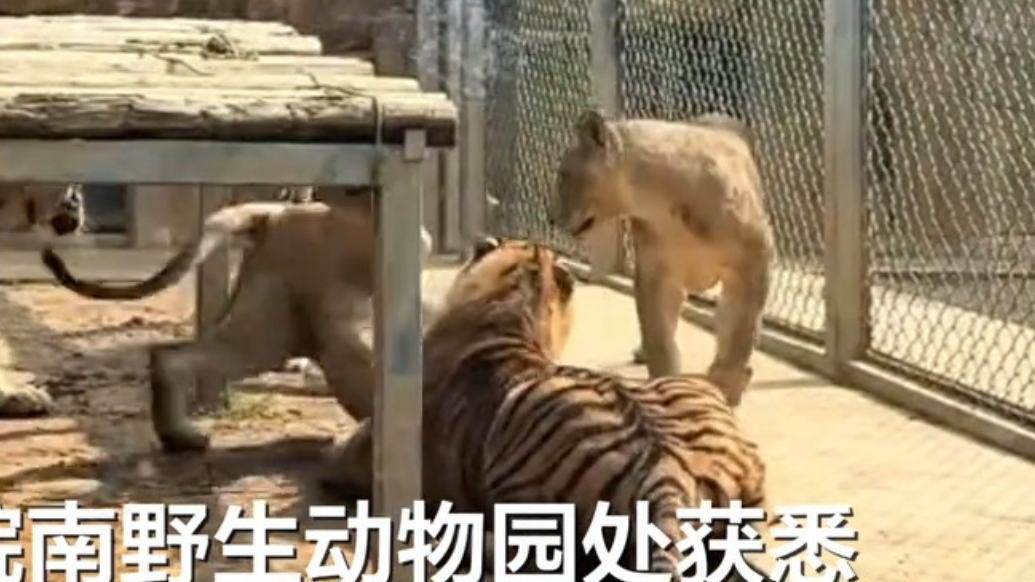 安徽皖南野生动物园狮子遭老虎撕咬受伤，园方：系玩闹