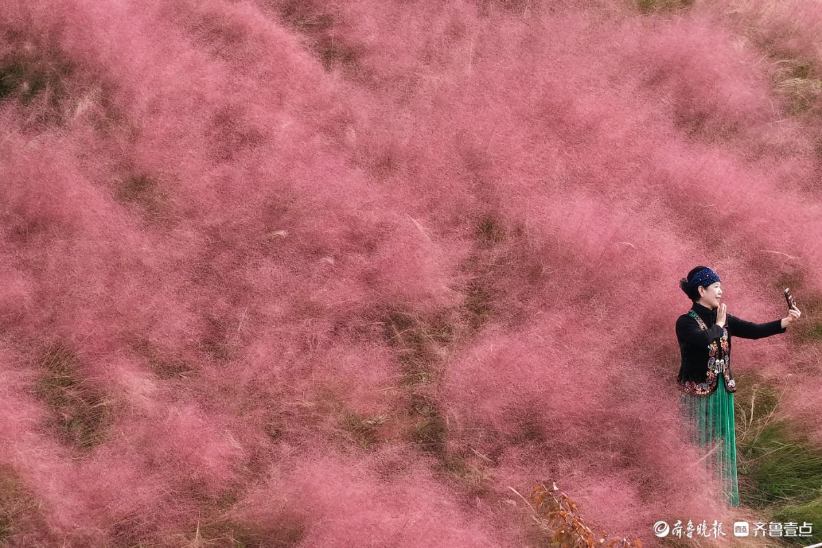 济南东站龙脊河畔，粉黛乱子草花海受热捧