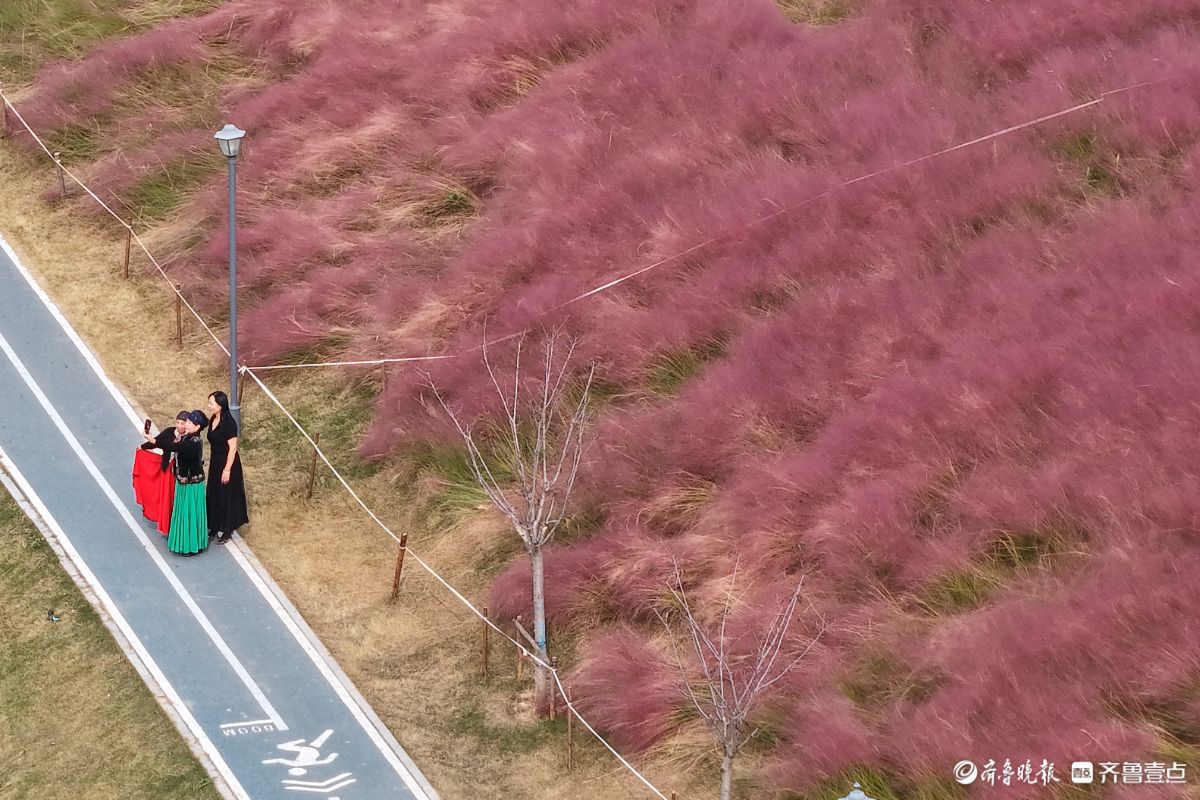 济南东站龙脊河畔，粉黛乱子草花海受热捧