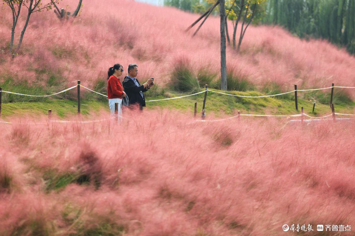 济南东站龙脊河畔，粉黛乱子草花海受热捧