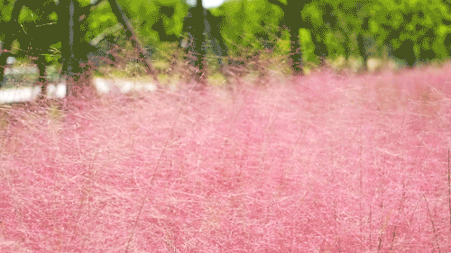 10月28日最佳情报|济南午间迎降雨，淄博粉黛乱子草梦幻如诗
